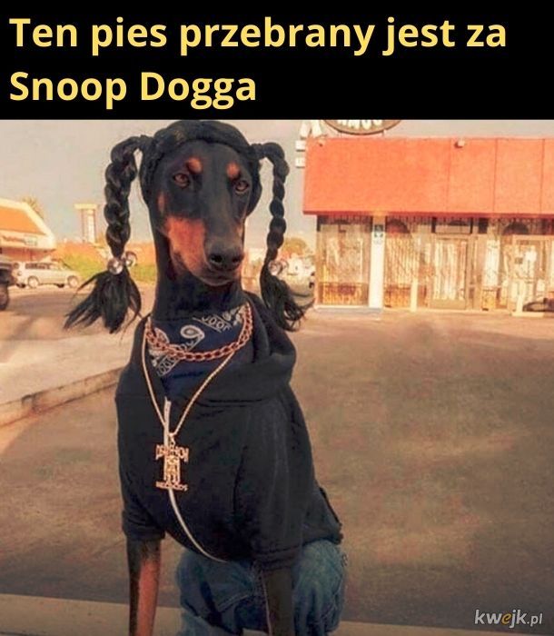Dog dressed like a dogg
