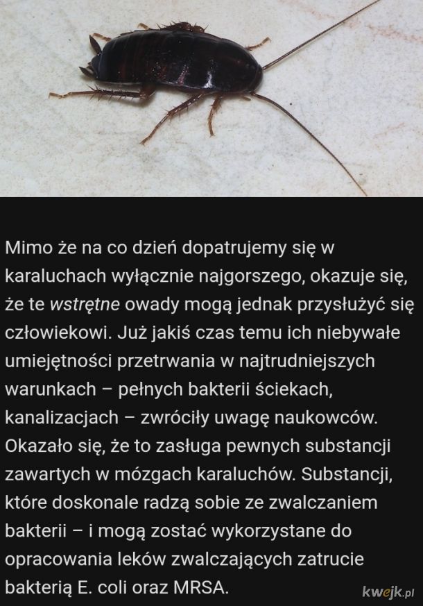 Może zarobisz dodatkową fobię - nieco wiedzy o paskudnych karaluchach, obrazek 7