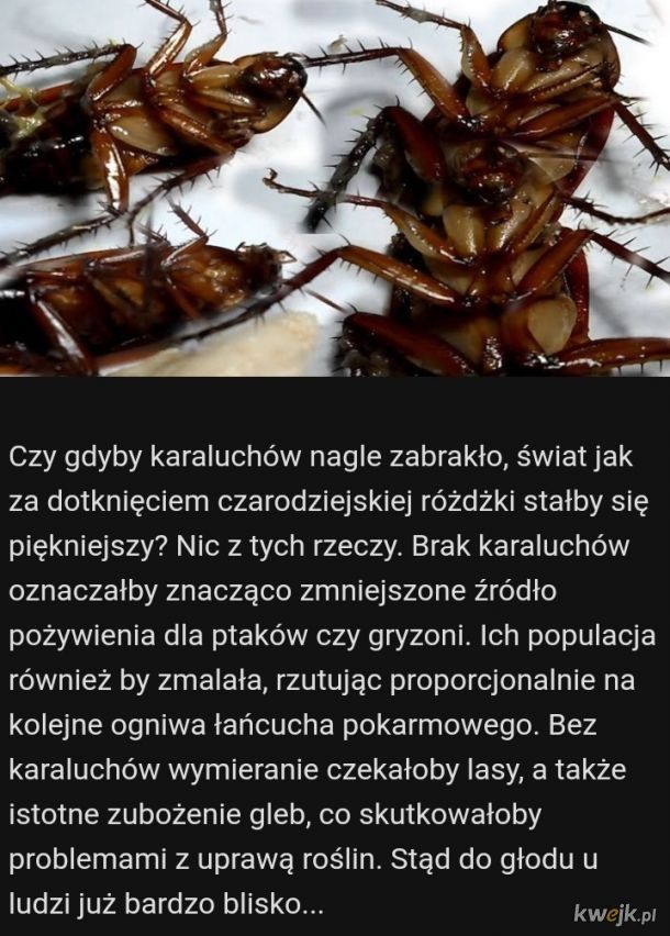 Może zarobisz dodatkową fobię - nieco wiedzy o paskudnych karaluchach