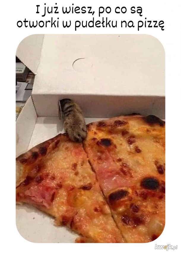Kocie udogodnienie w kartonie na pizzę