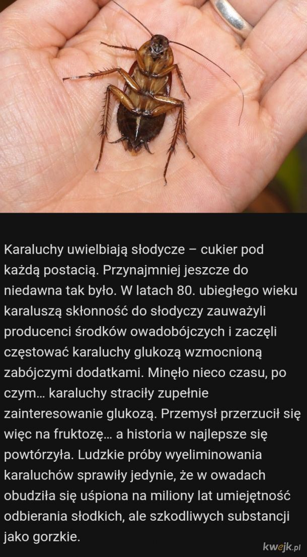Może zarobisz dodatkową fobię - nieco wiedzy o paskudnych karaluchach