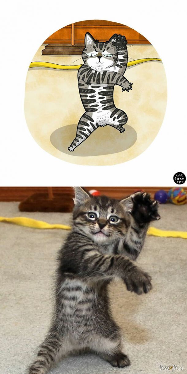 Prawdziwe kotki w komiksowej odsłonie, obrazek 6