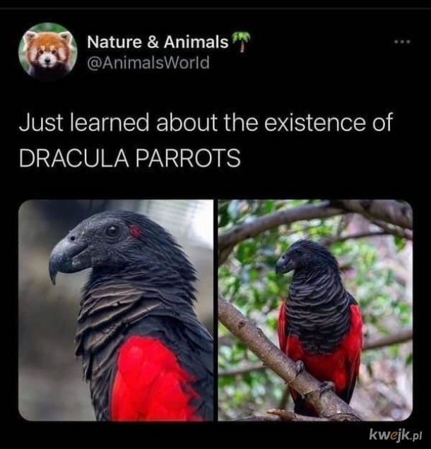 papuga drakula