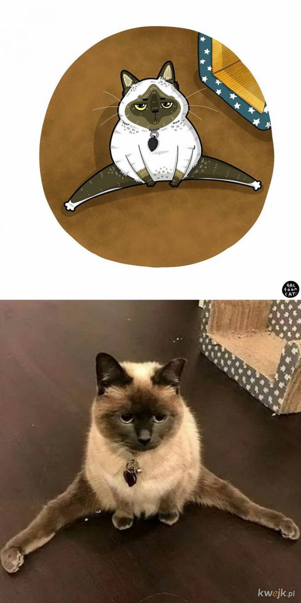 Prawdziwe kotki w komiksowej odsłonie