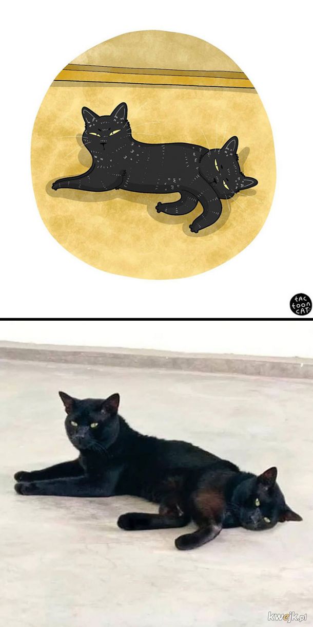 Prawdziwe kotki w komiksowej odsłonie