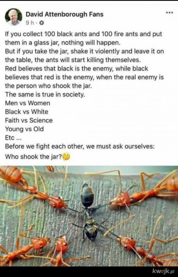 Warto przypomnieć opowieść o mrówkach w słoiku