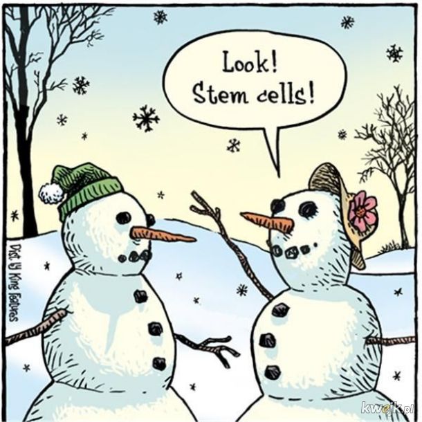 komórki macierzyste