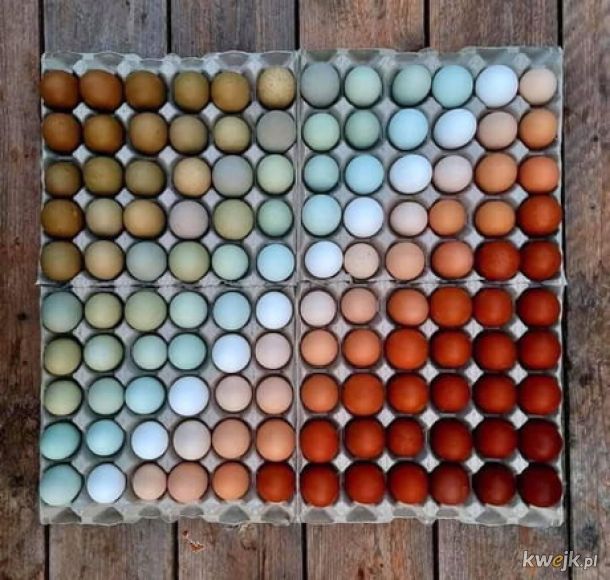 Wszystkie odcienie jajek w zależności od rasy nioski.