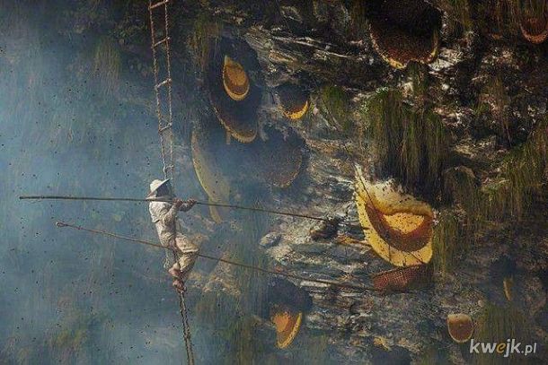Nepalski pszczelarz zbierający miód