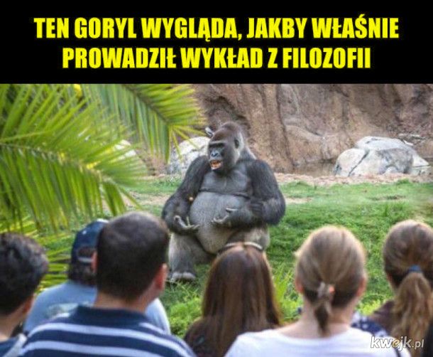 Mądry goryl