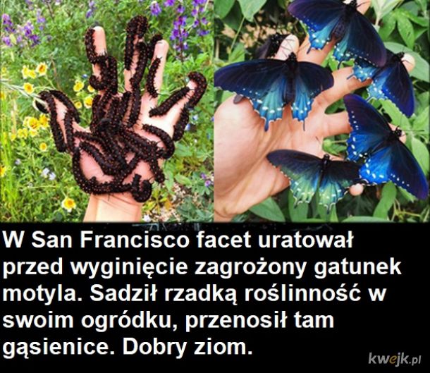 Dobra wiadomość dla entomologów
