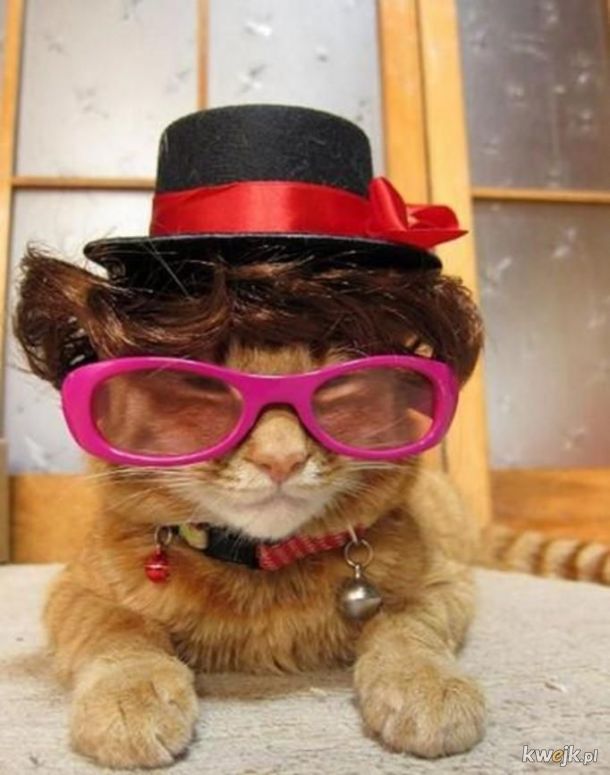 Смешные картинки очков. Кот в очках. Рыжий кот в очках. Модный кот в очках. Смешные котики в очках.