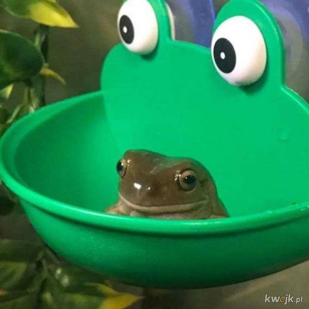 Żabka w żabce w Żabce dla relaksu
