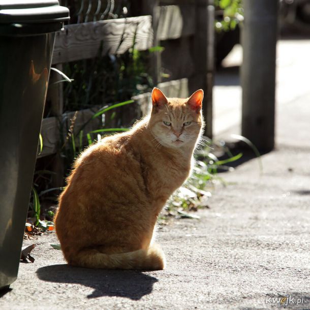 Tokio: Uliczne koteły pozują do zdjęć, obrazek 6
