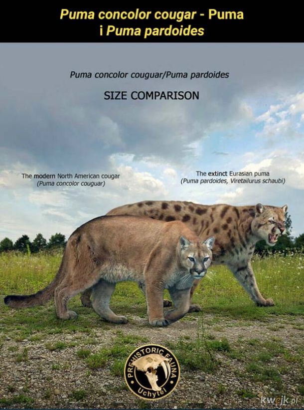 Porównanie wielkości prehistorycznych, wymarłych i współczesnych zwierząt, obrazek 11