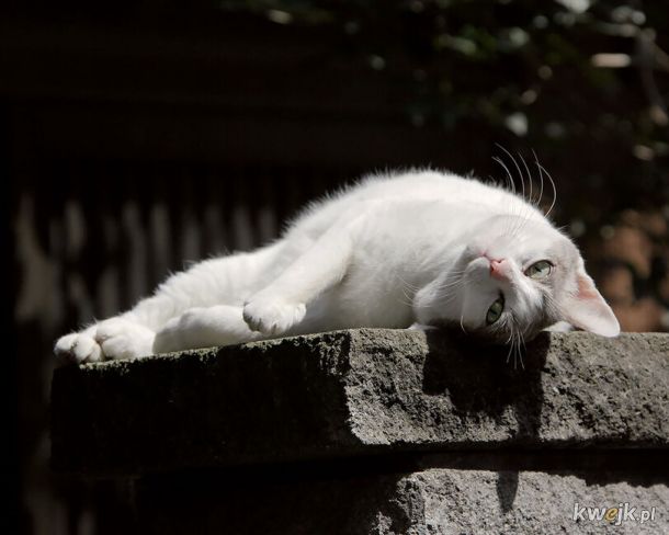 Tokio: Uliczne koteły pozują do zdjęć, obrazek 10
