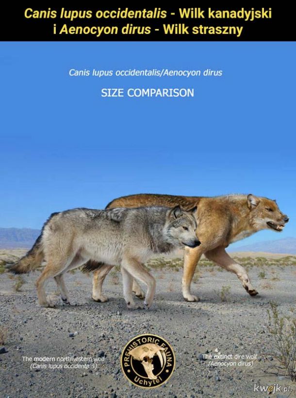 Porównanie wielkości prehistorycznych, wymarłych i współczesnych zwierząt, obrazek 8
