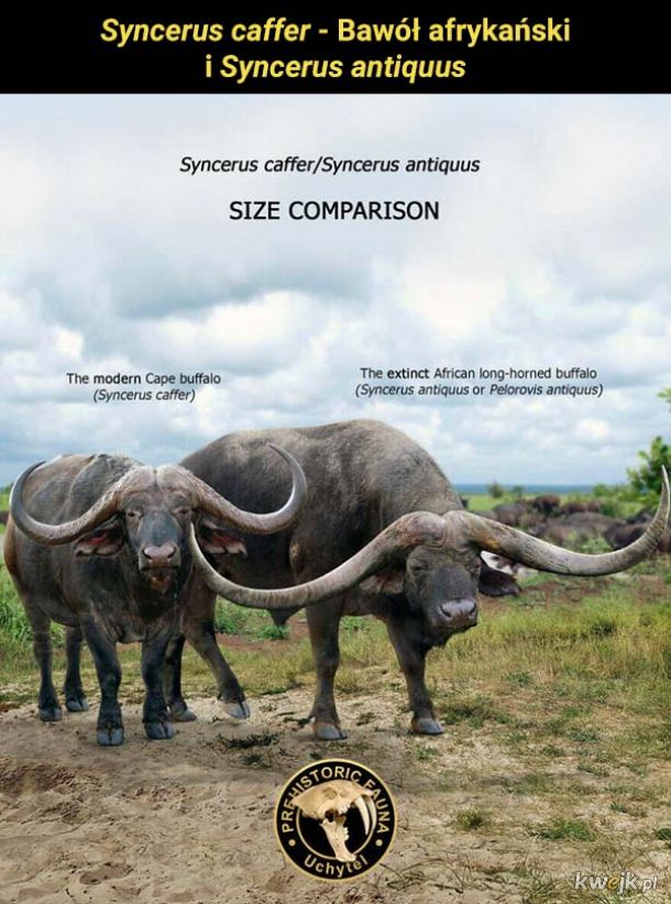 Porównanie wielkości prehistorycznych, wymarłych i współczesnych zwierząt, obrazek 12