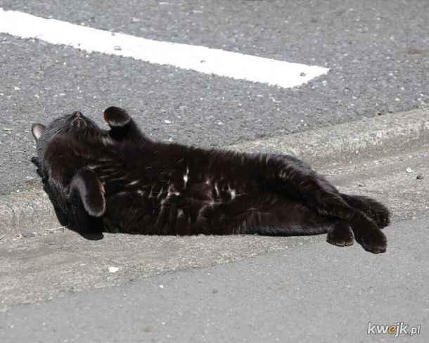 Tokio: Uliczne koteły pozują do zdjęć