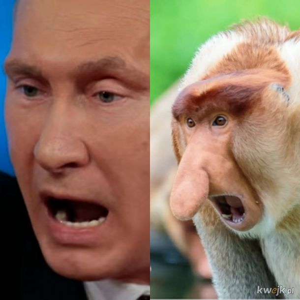 Putin: Moja Ukraina bliat. Małpa: Nic Tobie kurła się nie dostani