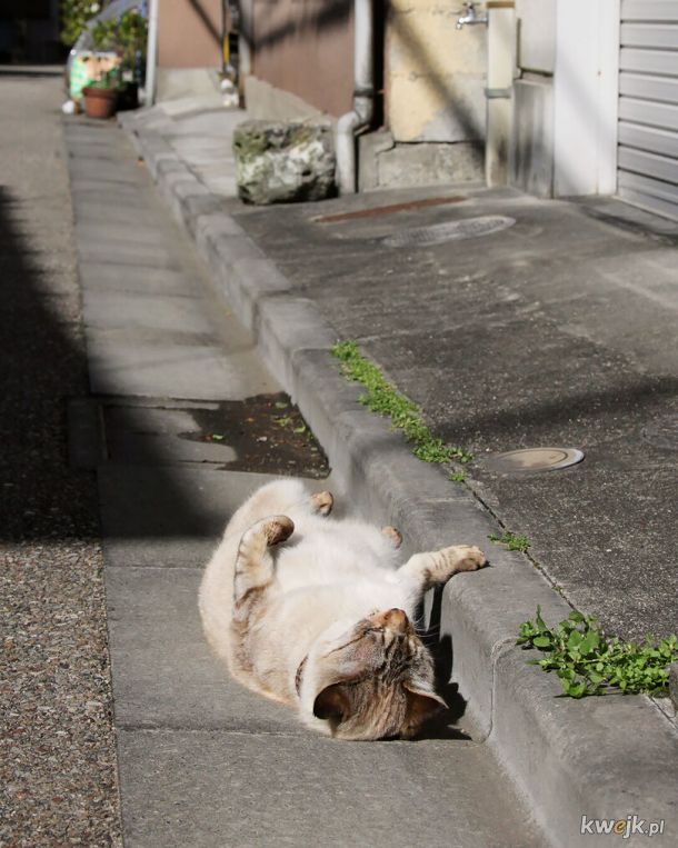Tokio: Uliczne koteły pozują do zdjęć