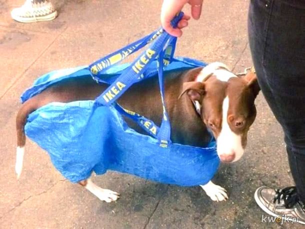 W Nowym Jorku z psem możesz podóżować metrem tylko wtedy, gdy ten mieści się w torbie. Okazuje się, że każdy pies mieści się w torbie