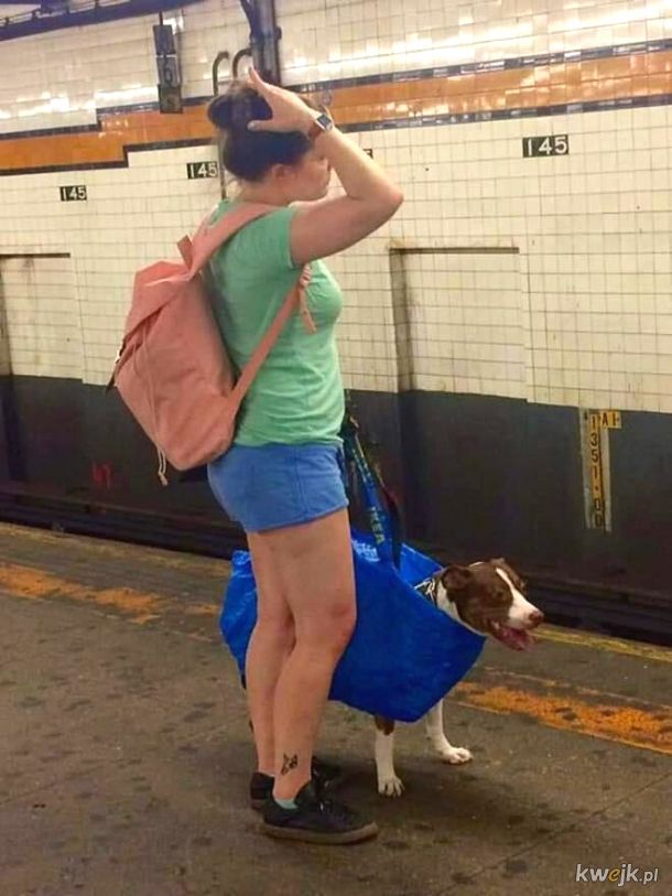 W Nowym Jorku z psem możesz podóżować metrem tylko wtedy, gdy ten mieści się w torbie. Okazuje się, że każdy pies mieści się w torbie, obrazek 8