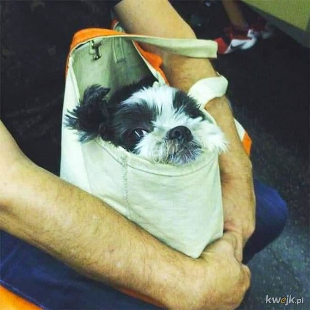 W Nowym Jorku z psem możesz podóżować metrem tylko wtedy, gdy ten mieści się w torbie. Okazuje się, że każdy pies mieści się w torbie, obrazek 4