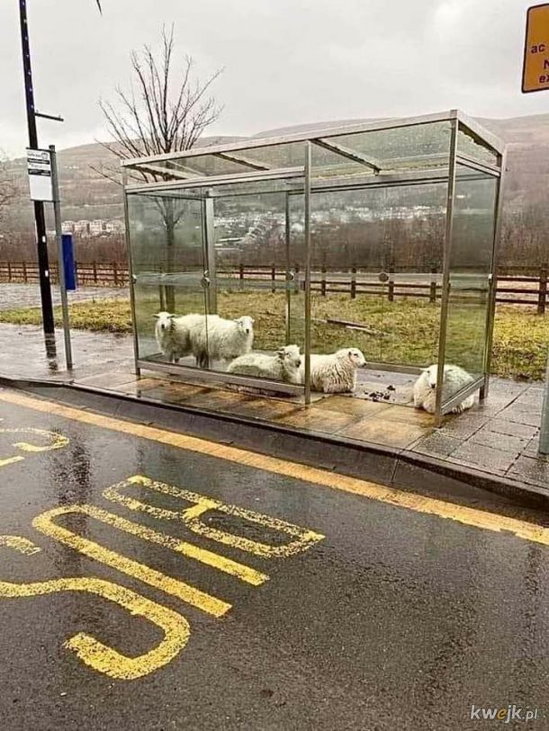 Kiedy owce czekają na autobus