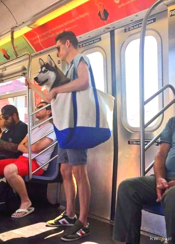 W Nowym Jorku z psem możesz podóżować metrem tylko wtedy, gdy ten mieści się w torbie. Okazuje się, że każdy pies mieści się w torbie, obrazek 2