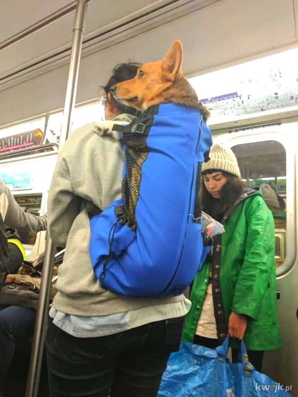 W Nowym Jorku z psem możesz podóżować metrem tylko wtedy, gdy ten mieści się w torbie. Okazuje się, że każdy pies mieści się w torbie, obrazek 6