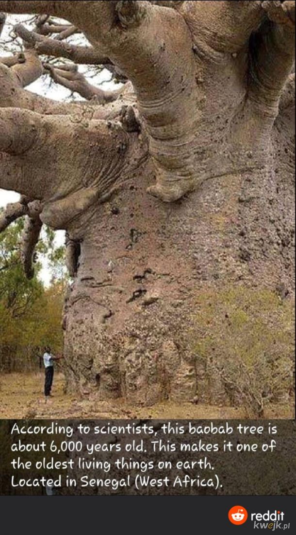 stary baobab