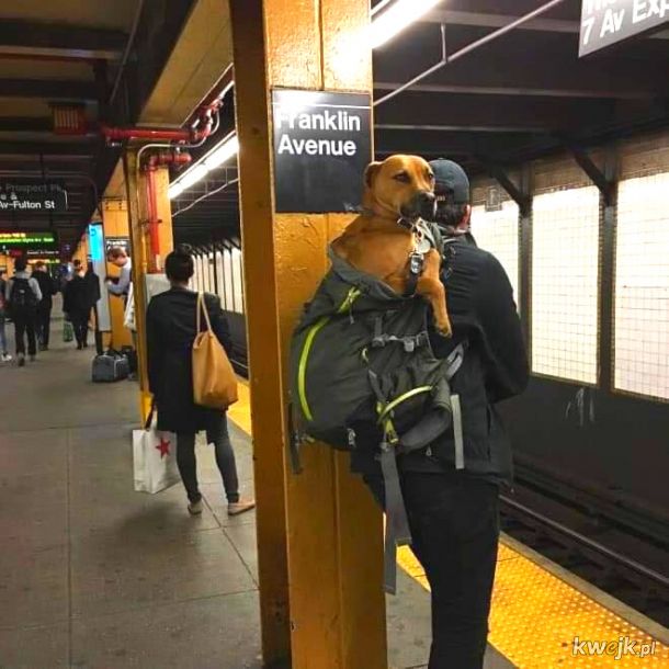 W Nowym Jorku z psem możesz podóżować metrem tylko wtedy, gdy ten mieści się w torbie. Okazuje się, że każdy pies mieści się w torbie, obrazek 11