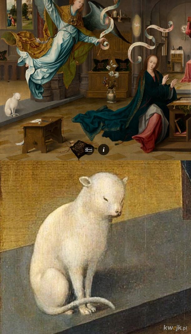Ta brzydka owieczka to kot
