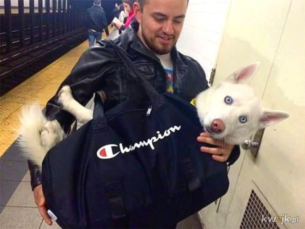 W Nowym Jorku z psem możesz podóżować metrem tylko wtedy, gdy ten mieści się w torbie. Okazuje się, że każdy pies mieści się w torbie, obrazek 7