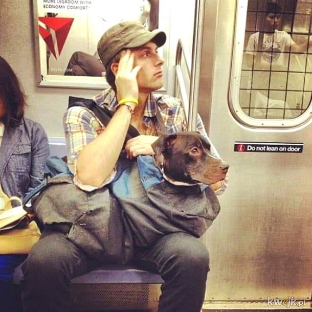 W Nowym Jorku z psem możesz podóżować metrem tylko wtedy, gdy ten mieści się w torbie. Okazuje się, że każdy pies mieści się w torbie, obrazek 5