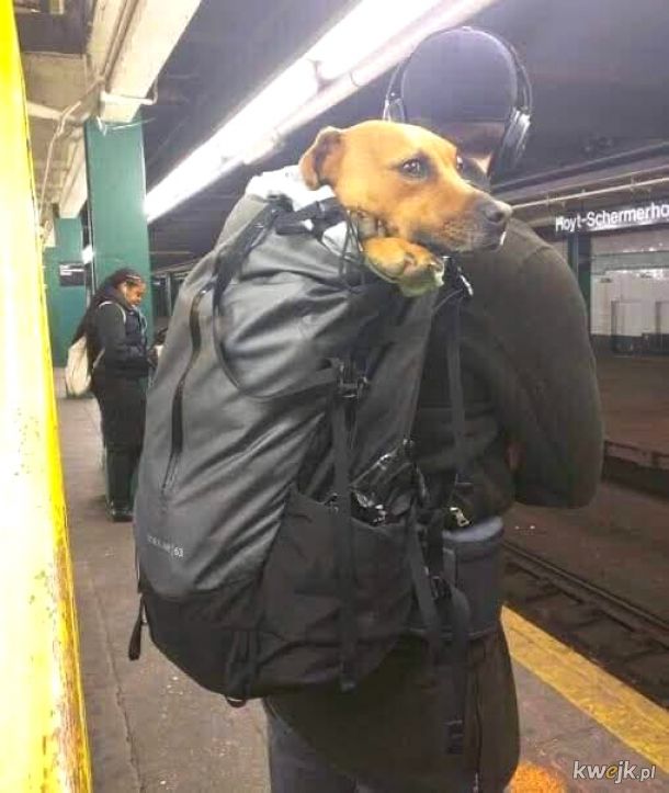 W Nowym Jorku z psem możesz podóżować metrem tylko wtedy, gdy ten mieści się w torbie. Okazuje się, że każdy pies mieści się w torbie, obrazek 10