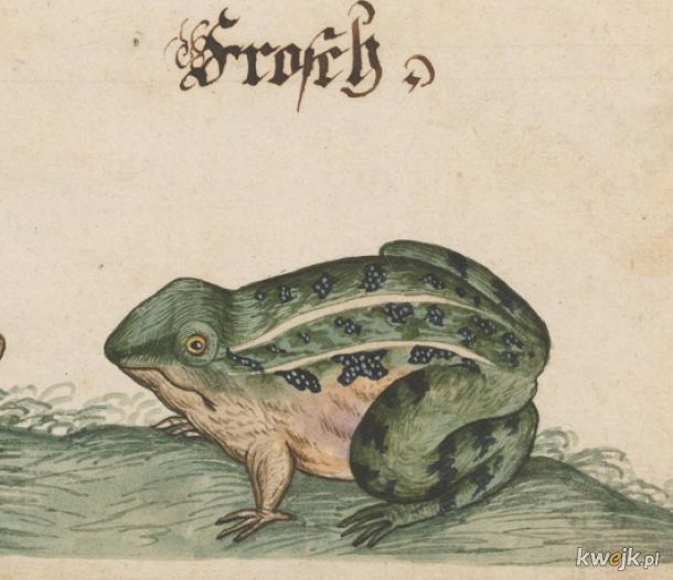 Dziwne stworzonka ze średniowiecznych manuskryptów, obrazek 12