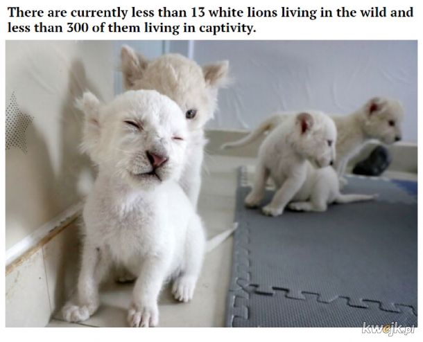 Białe lwie czworaczki