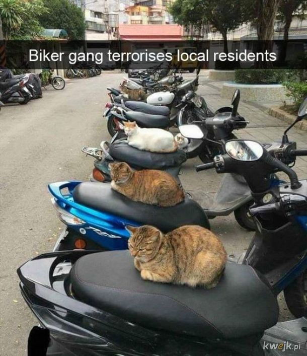 Groźny gang motocyklowy