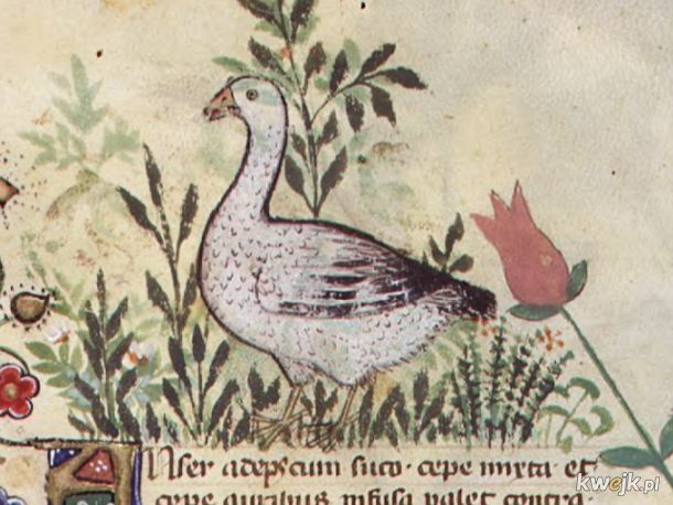 Dziwne stworzonka ze średniowiecznych manuskryptów, obrazek 3