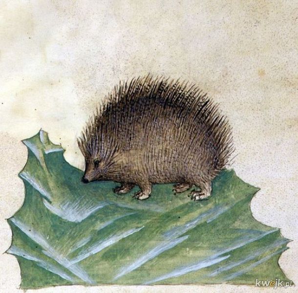 Dziwne stworzonka ze średniowiecznych manuskryptów, obrazek 4