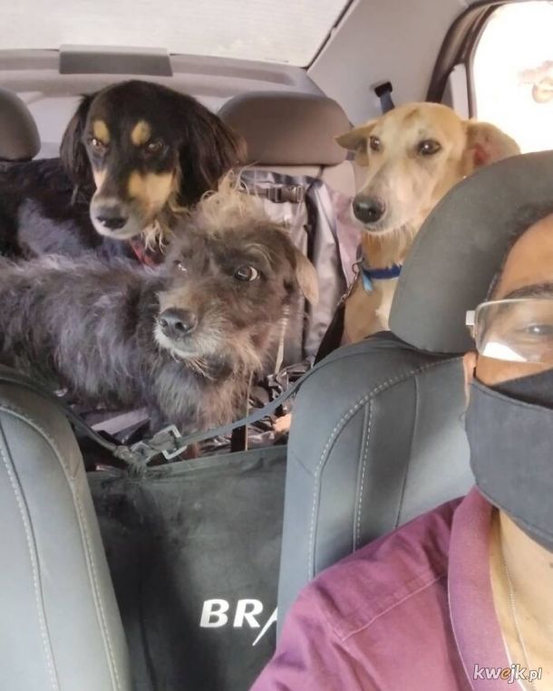 Selfie, które zrobił sobie taksówkarz ze swoimi psimi pasażerami