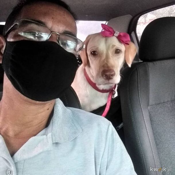 Selfie, które zrobił sobie taksówkarz ze swoimi psimi pasażerami, obrazek 2