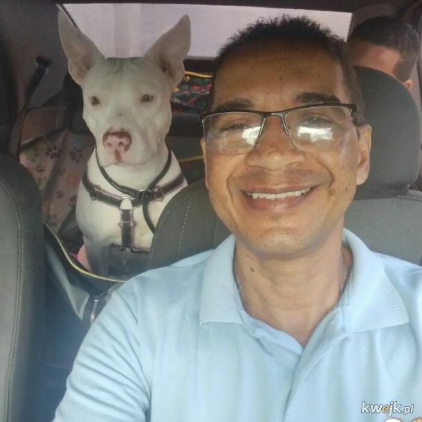 Selfie, które zrobił sobie taksówkarz ze swoimi psimi pasażerami, obrazek 11
