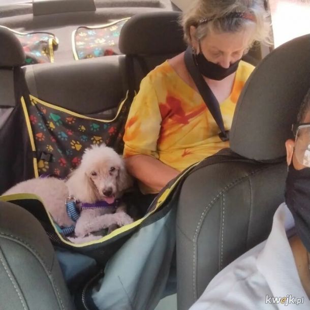Selfie, które zrobił sobie taksówkarz ze swoimi psimi pasażerami, obrazek 15