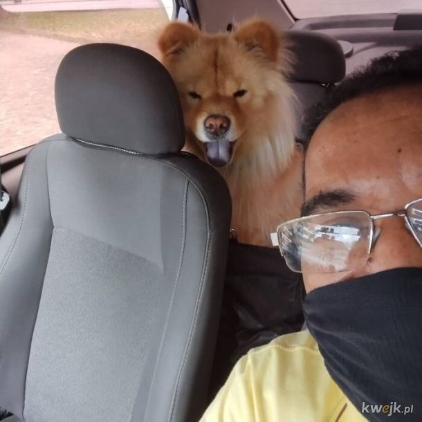 Selfie, które zrobił sobie taksówkarz ze swoimi psimi pasażerami, obrazek 14