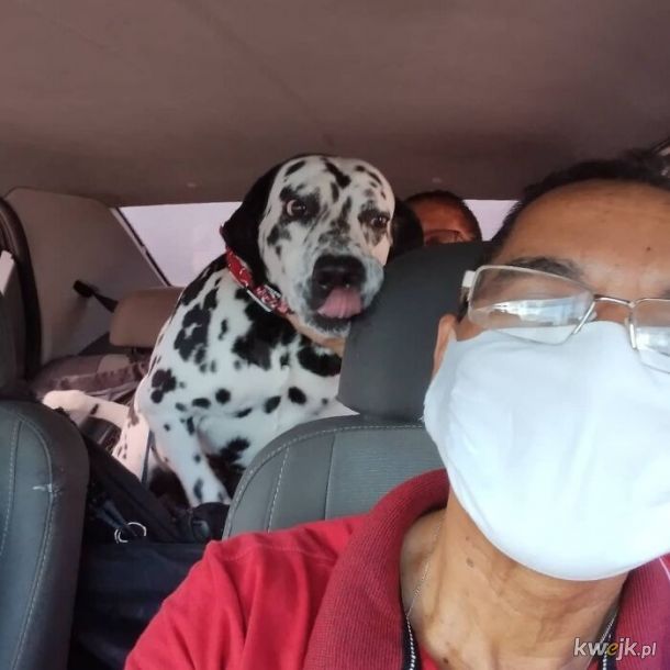 Selfie, które zrobił sobie taksówkarz ze swoimi psimi pasażerami, obrazek 6