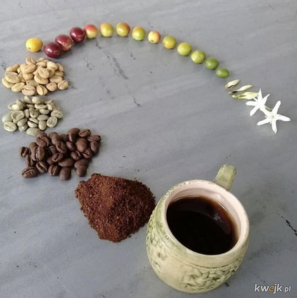 Cykl życia kawy