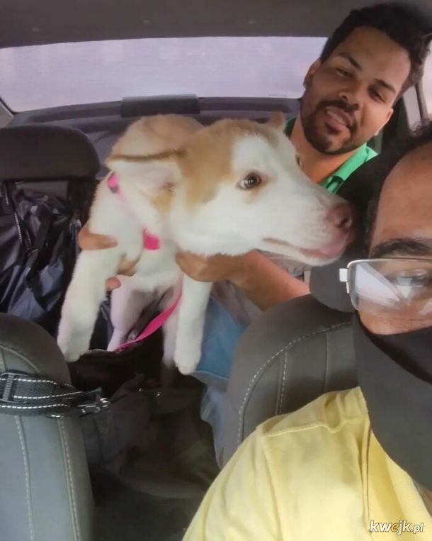 Selfie, które zrobił sobie taksówkarz ze swoimi psimi pasażerami, obrazek 13